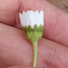 Asteraceae