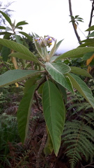Solanum giganteum
