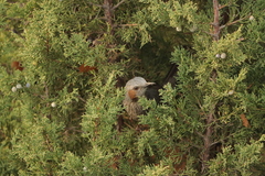 Hypsipetes amaurotis