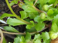 Asteraceae