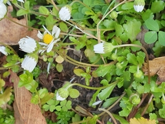 Asteraceae