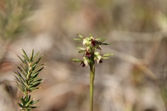 Genoplesium ciliatum