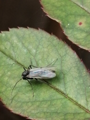 Chironomidae