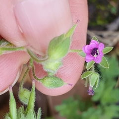 Geranium molle