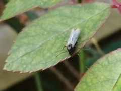 Chironomidae