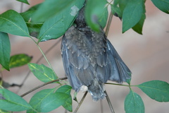 Turdus cardis
