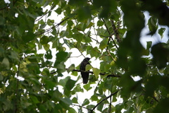 Eudynamys scolopaceus