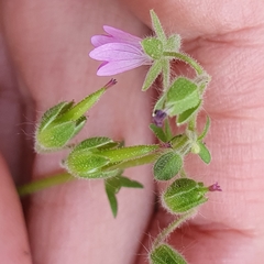 Geranium molle