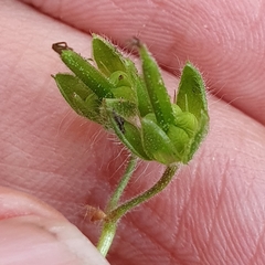 Geranium molle