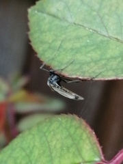 Chironomidae