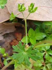 Geranium molle