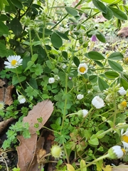 Geranium molle