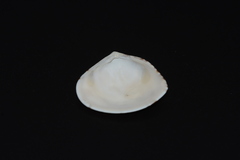 Macridiscus aequilatera