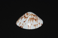 Macridiscus aequilatera