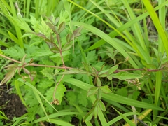 Ampelopsis japonica