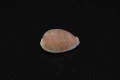 Palmadusta artuffeli