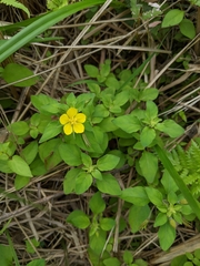 Lysimachia remota