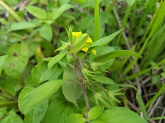 Lysimachia remota