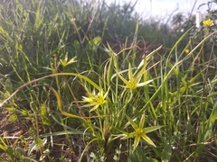 Gagea commutata
