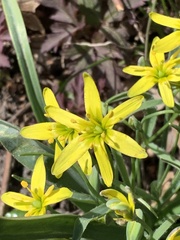 Gagea lutea