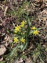 Gagea lutea
