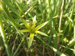 Gagea commutata
