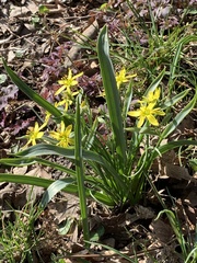 Gagea lutea