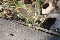 Podarcis muralis