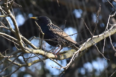 Sturnus vulgaris