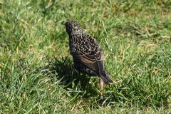 Sturnus vulgaris