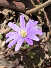 Anemonoides apennina