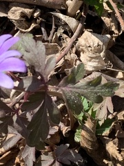 Anemonoides apennina