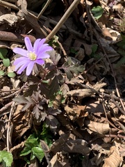 Anemonoides apennina
