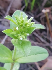 Cerastium glomeratum