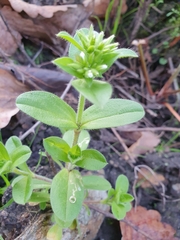 Cerastium glomeratum