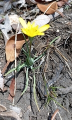 Takhtajaniantha austriaca
