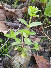 Cerastium glomeratum