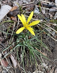 Takhtajaniantha austriaca