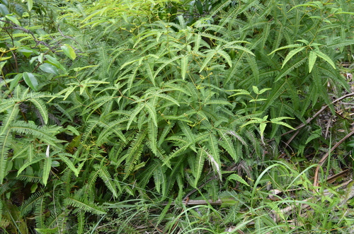 false staghorn fern