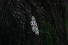 Percnia