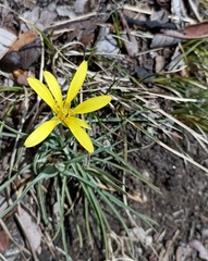 Takhtajaniantha austriaca