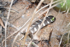 Syrmaticus reevesii