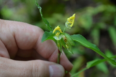 Commelina capitata