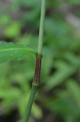 Commelina capitata