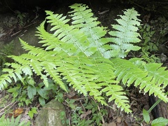 Diplazium pseudodoederleinii