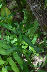 Commelina capitata