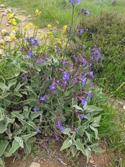 Anchusa undulata