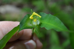 Commelina capitata