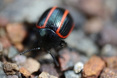 Deuterocampta quadrijuga