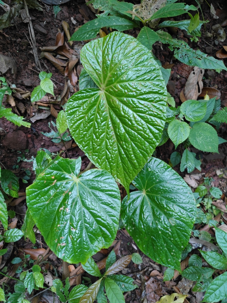 Begonia silletensis